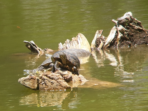 Trachemys dorbigni