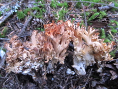 Ramaria rubripermanens