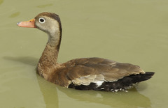 Dendrocygna autumnalis