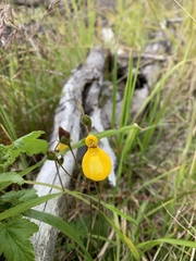 Calceolaria biflora