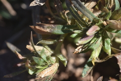 Pectis cylindrica, photograph author not stated, no rights reserved