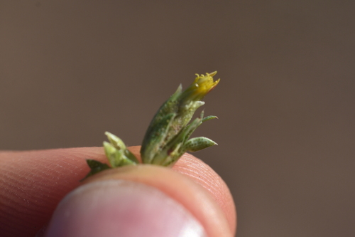 Pectis cylindrica, photograph 6
