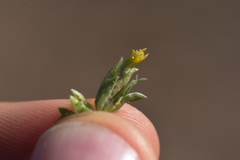 Pectis cylindrica, photograph author not stated, no rights reserved