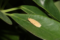 Paralithosia shaowuica