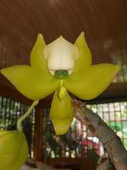 Cycnoches