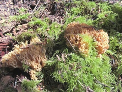 Ramaria acrisiccescens