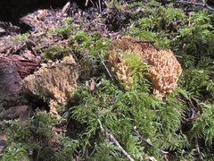 Ramaria acrisiccescens