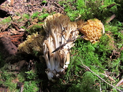 Ramaria acrisiccescens