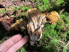 Ramaria acrisiccescens