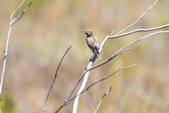 Cisticola textrix