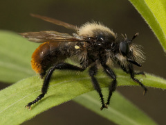 Laphria janus