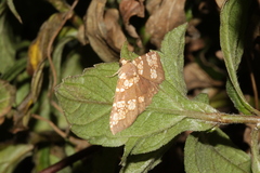 Saroba pustulifera
