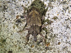 Listroderes difficilis