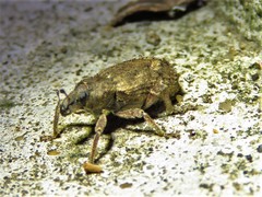 Listroderes difficilis