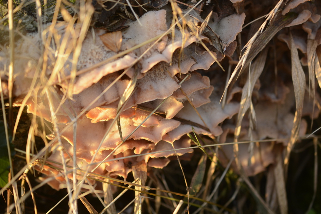 Merulius tremellosus · December 2025 · photo: © cryptomarasmius (iNaturalist, cc-by)