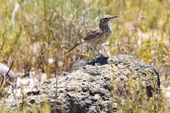 Certhilauda curvirostris brevirostris
