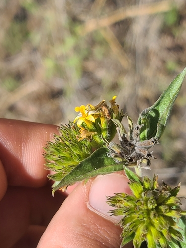 Lagascea decipiens, photograph 2