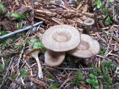 Pseudoarmillariella