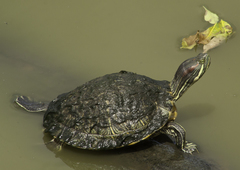Trachemys scripta elegans