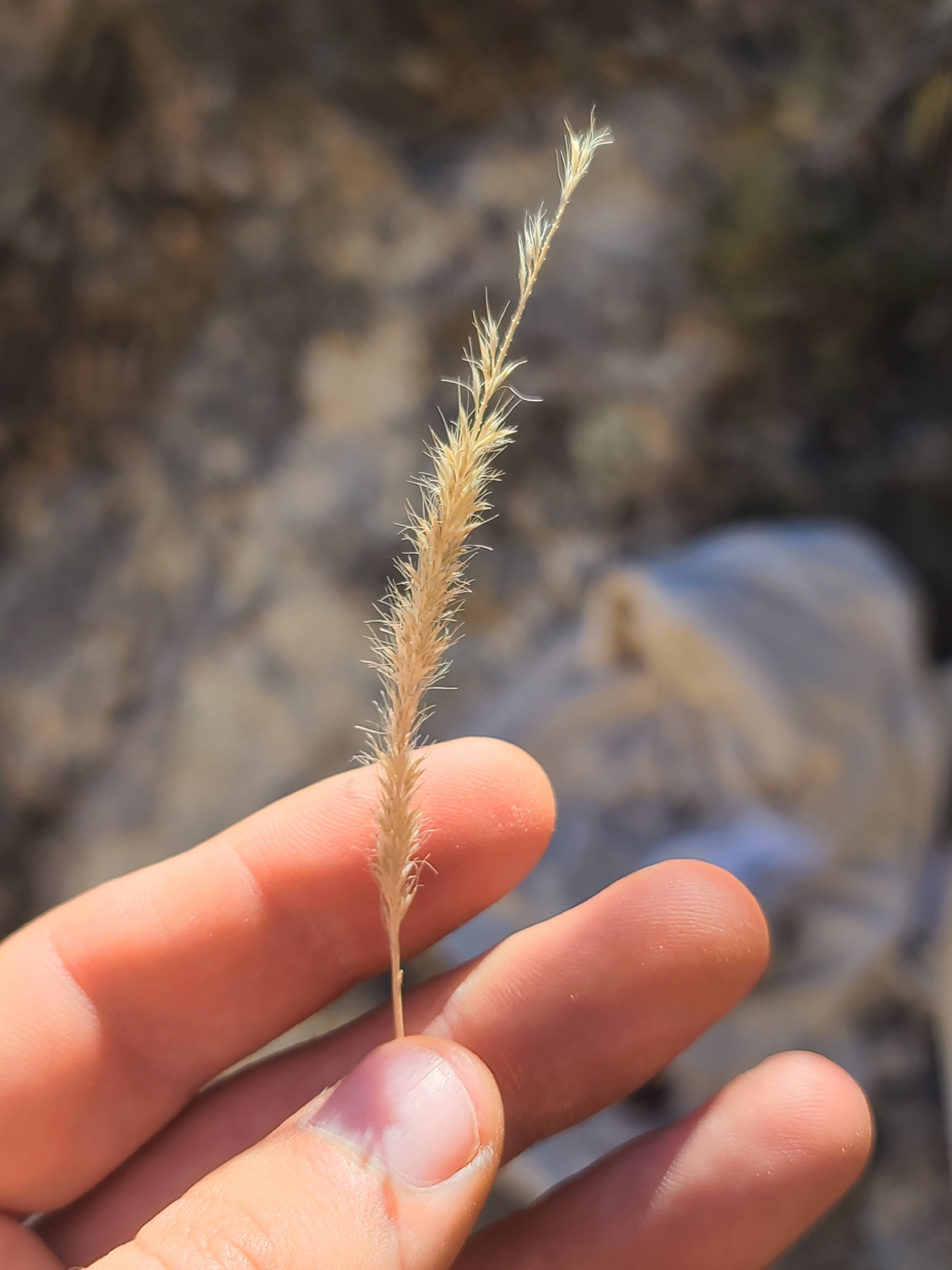Wolftail (Muhlenbergia alopecuroides)