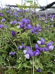 Lathyrus magellanicus