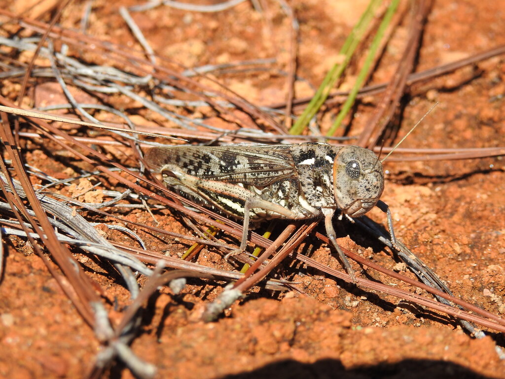 Pycnocrania grandidieri