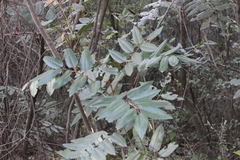 Decatropis bicolor