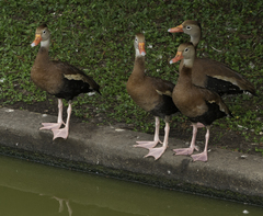 Dendrocygna autumnalis
