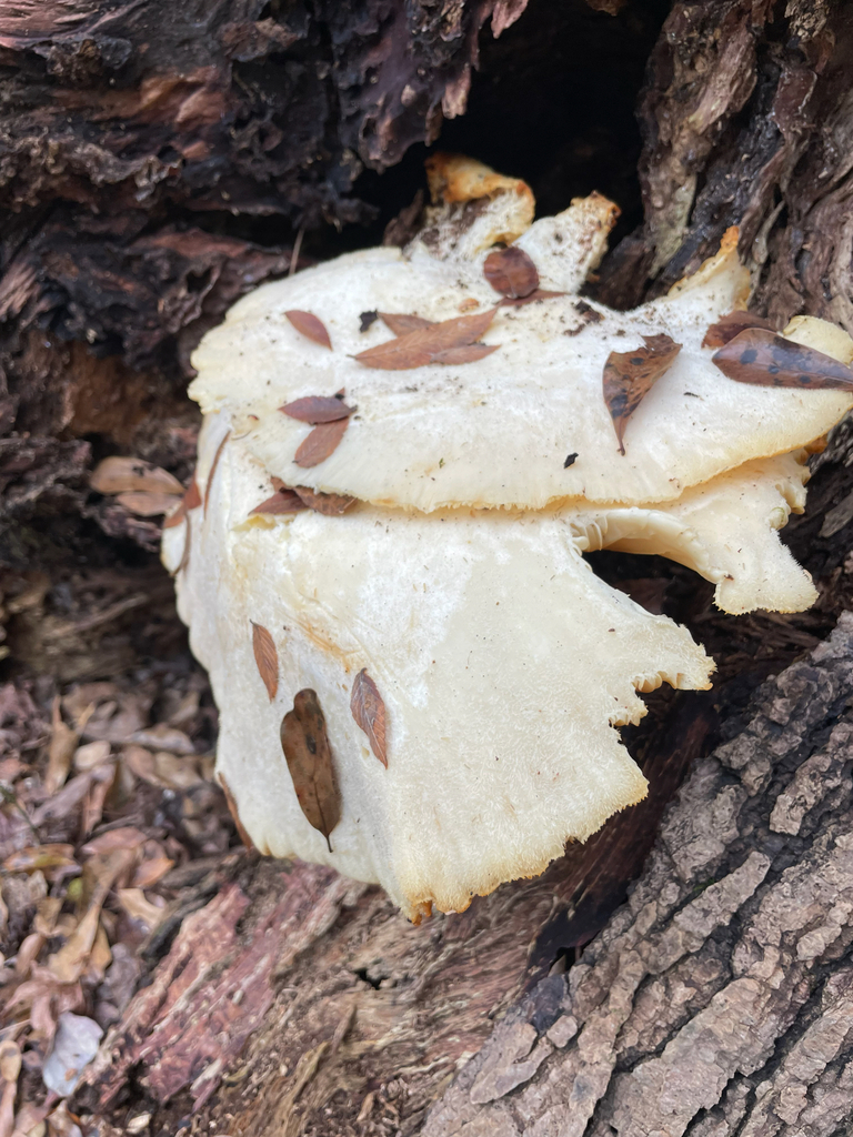 Pleurotus levis · December 2025 · photo: © antenna-less (iNaturalist, cc-by)