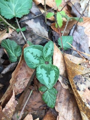Trillium decumbens