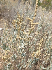 Atriplex paludosa