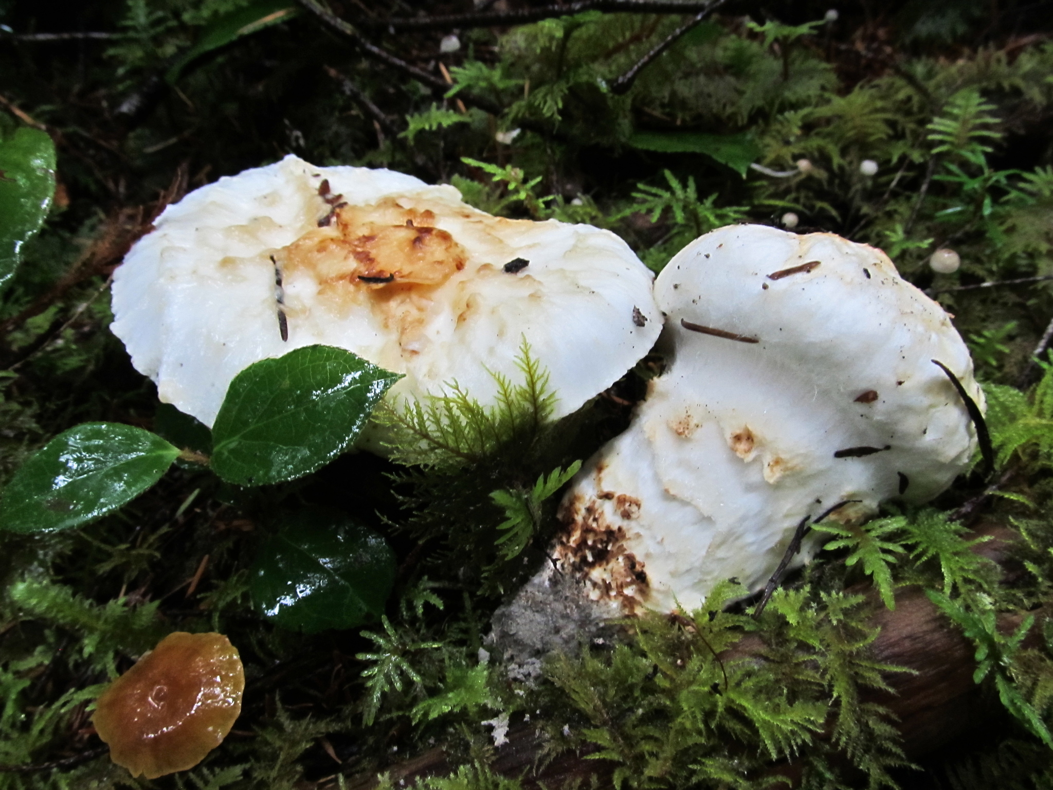 Section Matsutake · iNaturalist