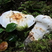 Matsutake - Photo (c) Drew T Henderson, some rights reserved (CC BY-NC-SA), uploaded by Drew T Henderson