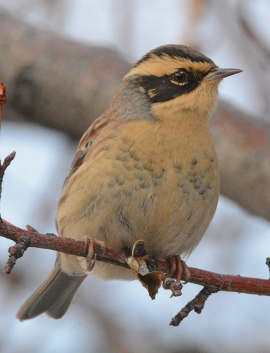 Siberian Accentor, photo 8 of 10