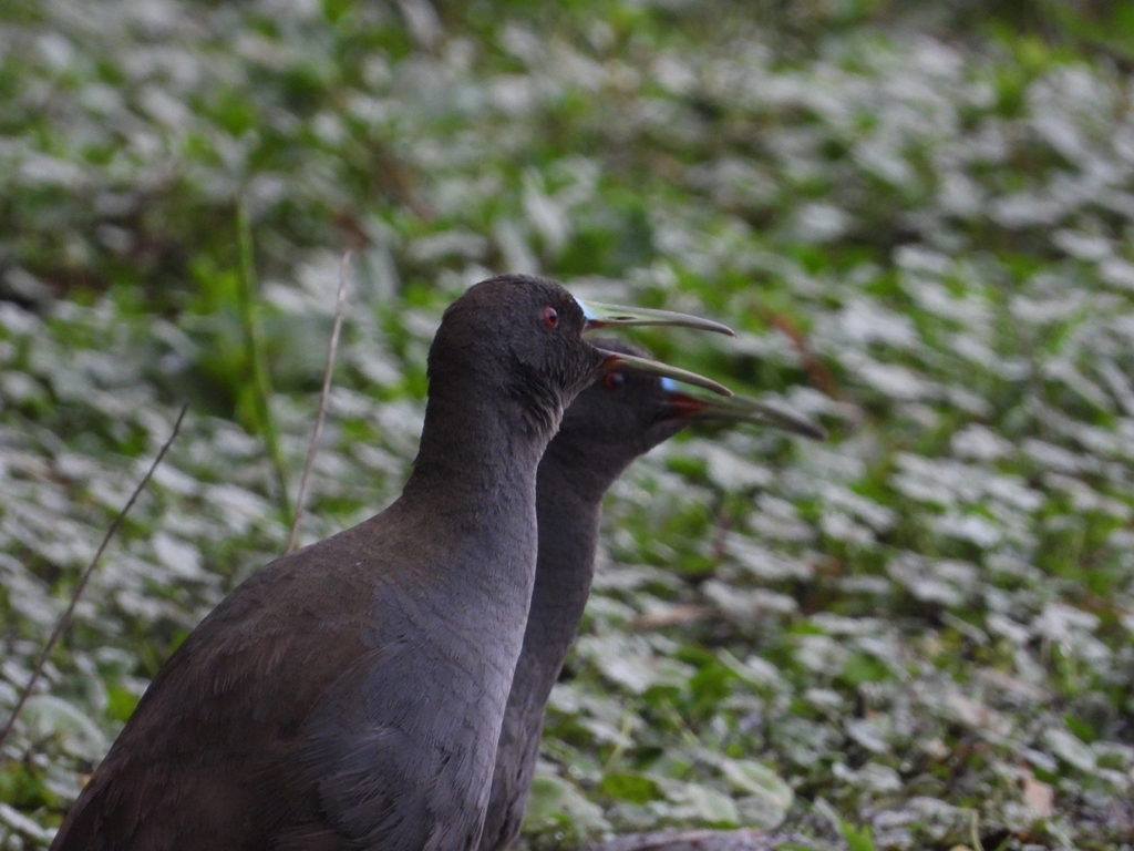 Pardirallus sanguinolentus landbecki