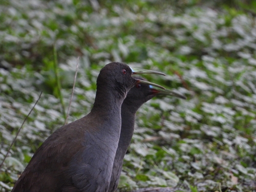 Pardirallus sanguinolentus landbecki
