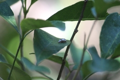Acrocyum dorsalis