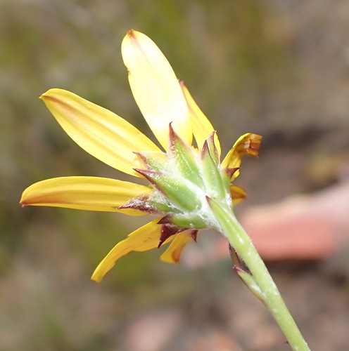 Swartberg Boneseed (Osteospermum asperulum)
