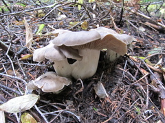 Lyophyllum shimeji