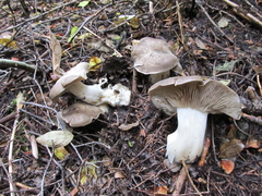 Lyophyllum shimeji