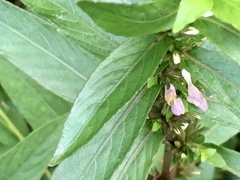 Hygrophila costata