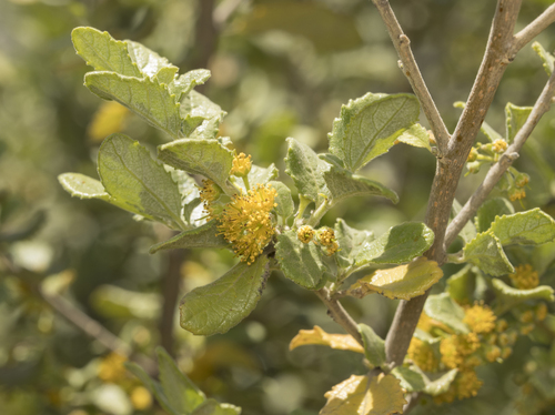 Azara dentata, photograph 4