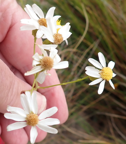 Needle Ragwort (Senecio umbellatus)
