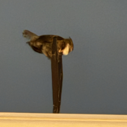 View observation of {o.common_name} on iNaturalist