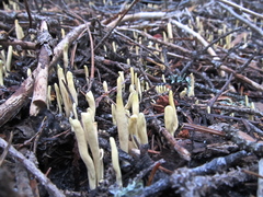 Clavariadelphus sachalinensis