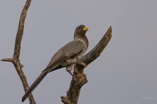 Western Plantain-eater