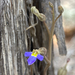 Lobelia cleistogamoides