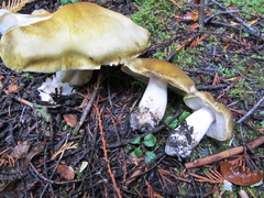 Tricholoma arvernense