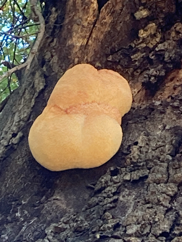 iNaturalist observation photo of lion's-mane mushroom