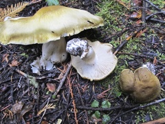 Tricholoma arvernense
